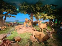 -国家自然博物馆