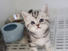 -lincat·猫舍(广州店)