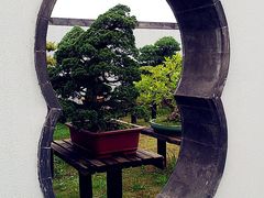-盆景园(扬州大运河文化旅游度假区)