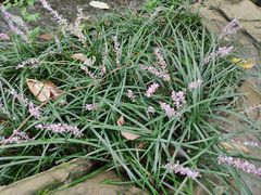 -成都市活水公园