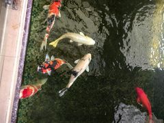 -东莞常平逸豪国际大酒店