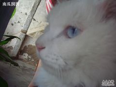 -Babycat私家御饼屋(龙头路一店)