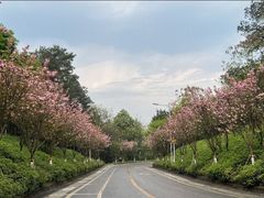 -铁山坪森林公园