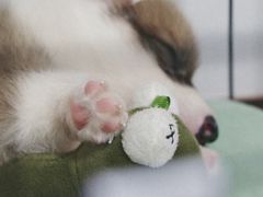 -瑞鹏宠物医院·猫科·宠保定点(梅溪湖分院)