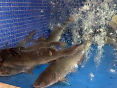 -香山湖渔家大院