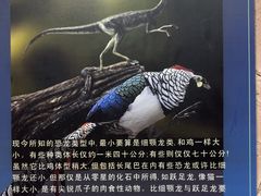 -世界恐龙谷景区