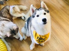 -Husky Go! 哈士奇体验馆·宠物咖啡厅狗咖