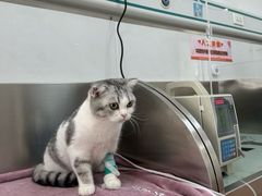 -派美特宠物医院·核磁CT·骨科肿瘤·疑难转诊(沈农禾丰店)