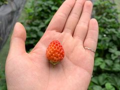 -大连北马山庄