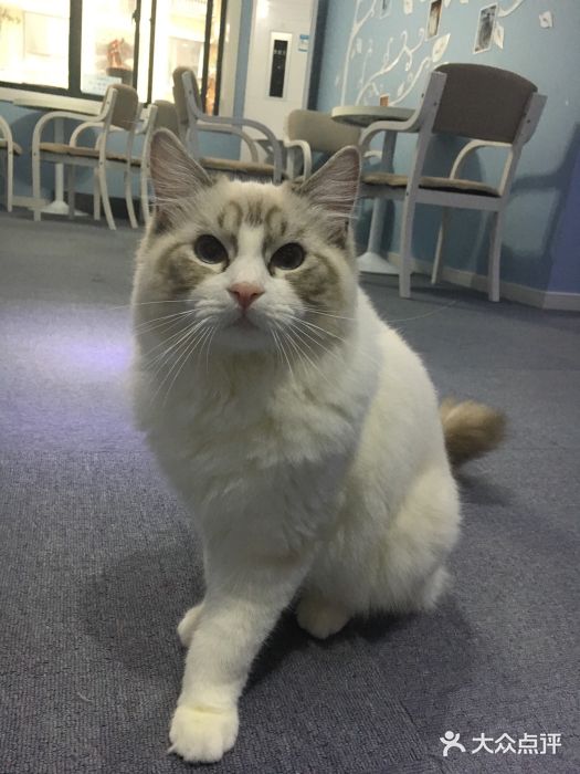 喵的天空名猫咖啡馆·撸猫·猫舍·用品图片