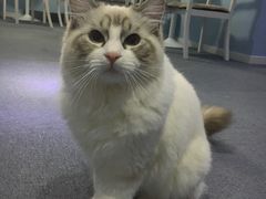 -喵的天空名猫咖啡馆·撸猫·猫舍·用品