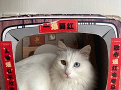 -Catmate·猫肥家润(金润铂宫店)
