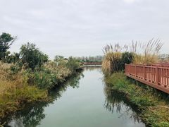 -芒洲湿地公园