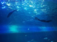 -华夏文旅海洋公园