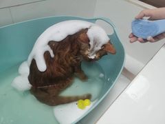 -帕帕拉兹宠物(亚洲旗舰店)