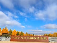 -金塔沙漠胡杨林景区