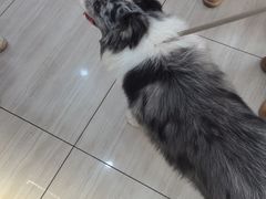 -申普宠物医院·眼科·心内科·影像科(普陀分院)