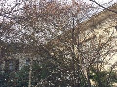 -武汉大学-樱园