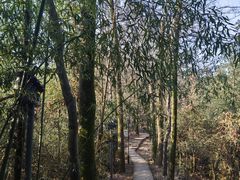 -云碧峰国家森林公园