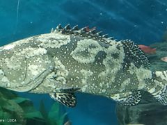 -上海海洋水族馆