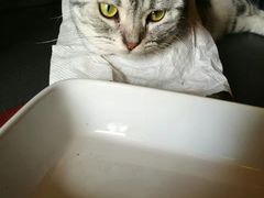 -十年猫舍·猫咪专门店(普陀店)