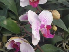 -西部兰花园生态园