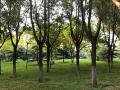 -大兴滨河森林公园