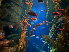 -瑞普利水族馆
