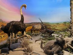 -国家自然博物馆