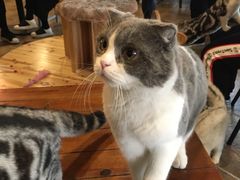 -共舞时光猫咖·狗咖(新街口店)