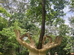 -瑞丽独树成林风景区