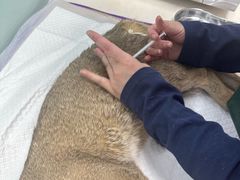 -纳吉亚猫专科动物医院博雅分院