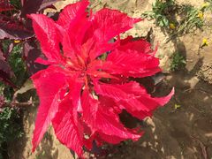 -北纬44度·金珠花海休闲农业旅游景区