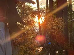 -二荆条·蜀鲜汇城市森林火锅