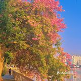 不卷萧岗和华师，广州河堤的异木棉花瀑