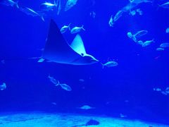 -烟台海昌鲸鲨海洋公园