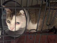 -宠颐生猫科·内科皮肤科(西平世纪城店)