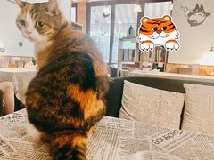 猫猫-隅cafe(傅厚岗店)