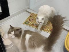 -1013 PET SHOP 宠物商店(近铁城市广场店)