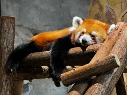 -Zoolung Zoolung动物主题公园(海信广场店)