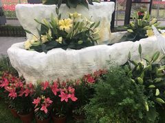 -上海鲜花港