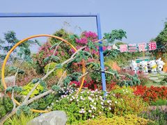 -荷兰花海