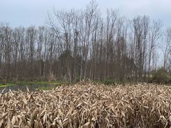 -桤木河湿地公园