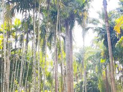 -中国科学院西双版纳热带植物园