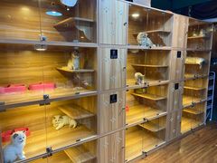 -猫十亿·布偶金渐层·曼基康矮脚猫舍(青年路店)