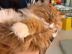-平行世界·猫咖(首经贸店)