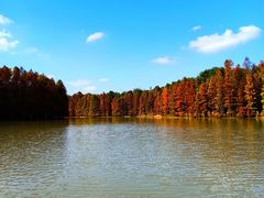 -上海海湾国家森林公园