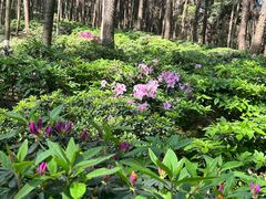 -铁山坪森林公园