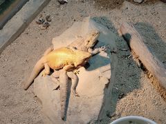 -上海大自然野生昆虫馆(东方明珠·爬宠昆虫探索中心)