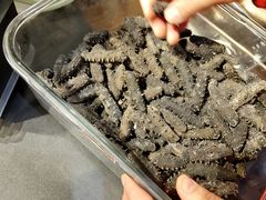 -棒棰岛辽参(长宁旗舰店)